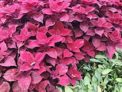 -石家庄市植物园