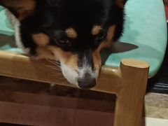 -猫色咖啡·猫咖