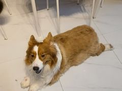 -我爱猫咪·猫咖·狗咖·安哥拉兔·羊驼咖(小寨华旗店)