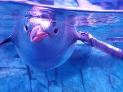 -暹罗海洋世界