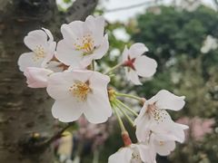 -南山植物园