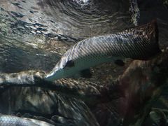 -上海海洋水族馆