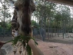 -清迈夜间动物园