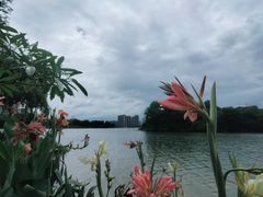 -飞来湖湿地公园