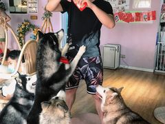 -Husky Go! 哈士奇体验馆·宠物咖啡厅狗咖