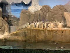 企鹅馆-成都浩海立方海洋公园