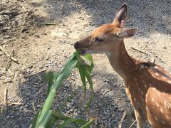 -鹿境梅花鹿生态园区