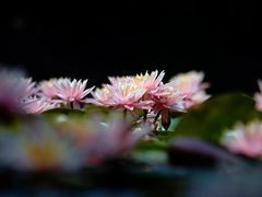 -西湖外事游船(花港观鱼码头)