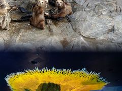 -珠海长隆海洋王国