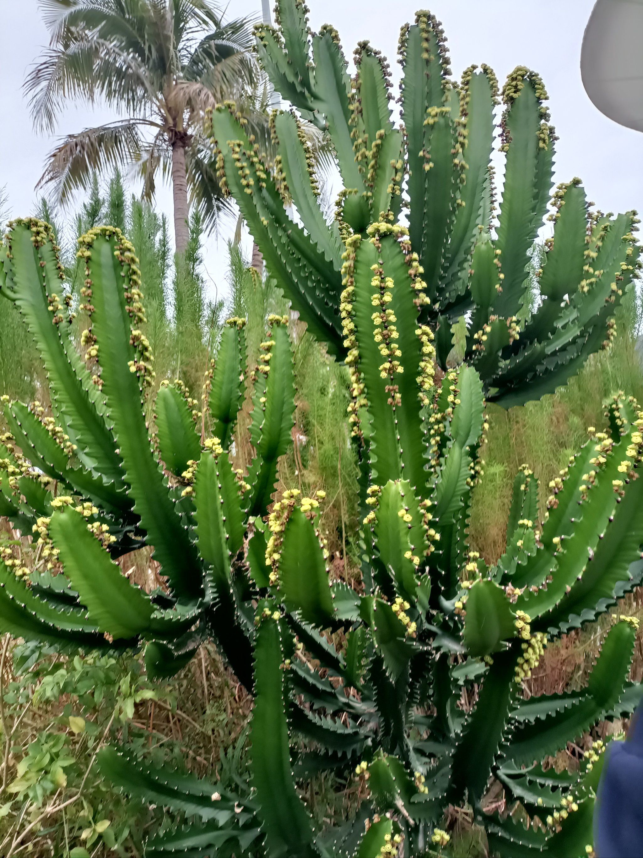 霸王花-霸王鞭开花了