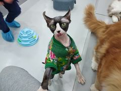 -糯米喵星人·撸猫猫舍咖啡馆(西市场嘉华店)