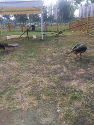 -萌宠亲子动物乐园(槐房万达店)