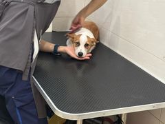 -艾贝尔宠物医院 ·内科全科(梁溪路店)