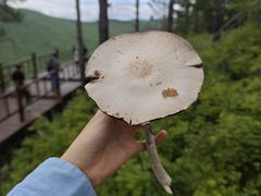 -莫尔道嘎国家森林公园