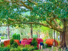 -深圳仙湖植物园