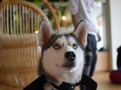 -Husky Go! 哈士奇体验馆·宠物咖啡厅狗咖