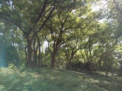 -徐家汇源景区-衡山公园