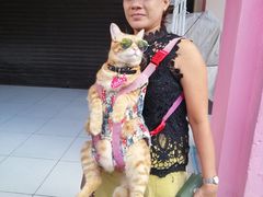 -普吉镇