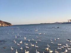 -烟墩角天鹅湖