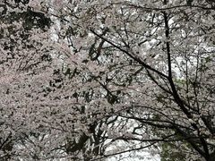 -南山植物园