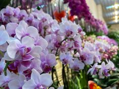 -双季花艺园艺市场(浦东店)
