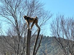 -上方山森林动物世界