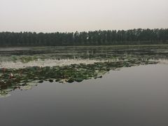 -白洋淀景区