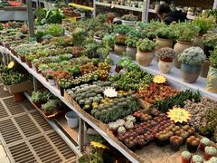 -秦美花卉(天朗·莱茵小城2期店)