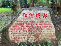 -瑞丽独树成林风景区