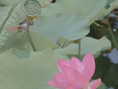 -恭王府博物馆