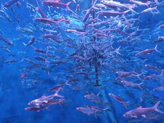 -成都浩海立方海洋公园