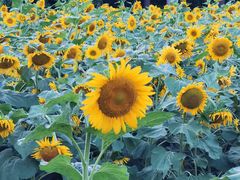 -长春公园(普阳街道)