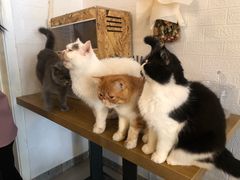-平行世界·猫咖(首经贸店)