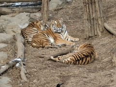 -大连森林动物园