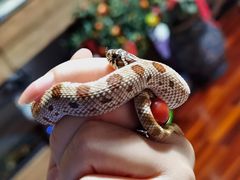 -酷以爬仙阁实体爬宠店·守宫·蜥蜴·专业繁育