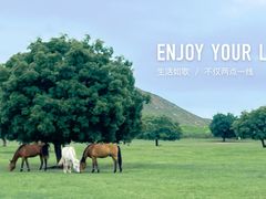 -五角枫生态旅游景区