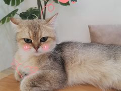 -猫域·湾主题猫咖·宠物吧(南坪城市广场店)