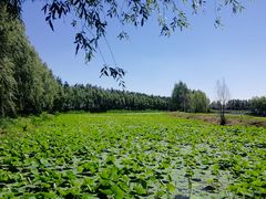 -白渔泡湿地公园