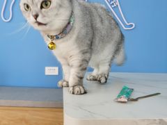 -喵宠乐园·撸猫互动·猫舍