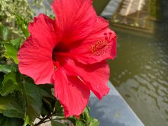 -深圳仙湖植物园