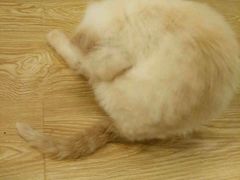 -萌喵宠狗爱心宠咖