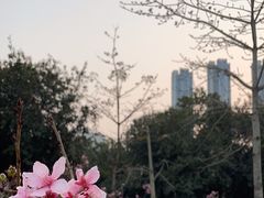 -聚龙山公园