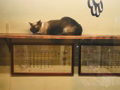 -猫咪博物馆(顶澳仔猫街店)