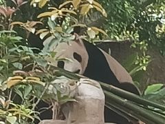 -灵玲国际马戏城