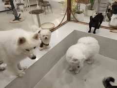 -共舞时光猫咖·狗咖(新街口店)