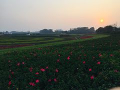 -光明小镇欢乐田园