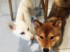 -柴务处·柴犬主题狗咖