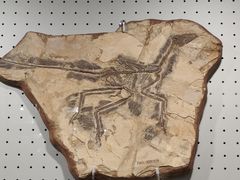 -辽宁古生物博物馆