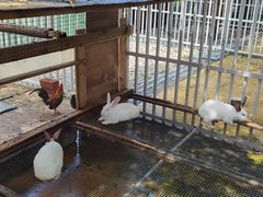 -洪湖家庭农场·团建·露营·会议