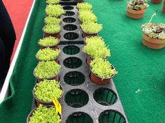 -西部兰花园生态园